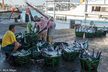 The Freshly Unloaded Catch