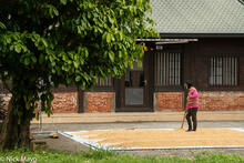 Raking The Drying Rice