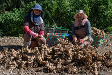 The Ginger Harvesters