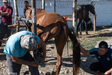 Shoeing The Horse