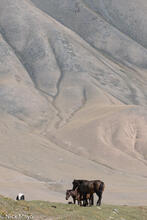 Horses In The Valley