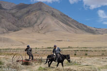 Horse Drawn Dump Raking