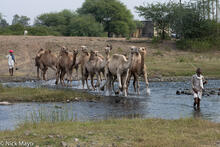 Camels Fording The River