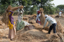 Threshing The Rice Harvest
