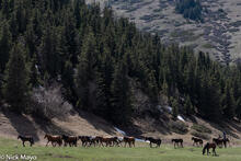 Tien Shan Horse Herder