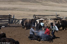 Branding The Yak