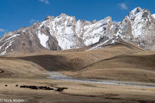 Driving The Tien Shan Yak Herd