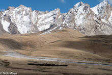Tien Shan Yak Herd