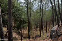 Pine Forest