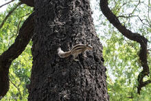 Chipmunk In Lodhi Garden