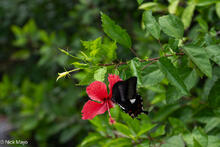 Swallowtail Butterfly