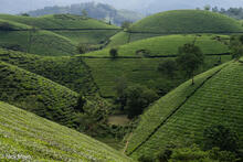 Spectacular Rounded Tea Hills