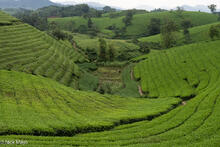 Valley Of Tea