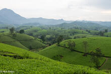 Conical Hills Of Tea