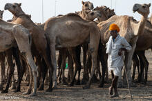 Camel Herd At Chandrabhaga Mela