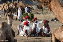 At The Camel Fair