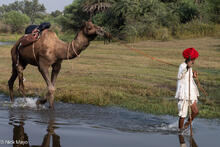 Leading His Camel Through The Water