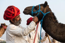 Adjusting The Camel's Halter
