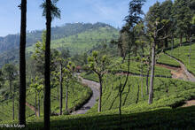 Fields In Singara Tea Estate