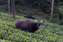 Gaur Grazing In Tea Field