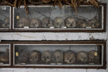 Skulls From Headhunting Days