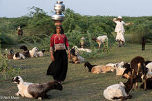 Vagadiya Rabari & Sheep