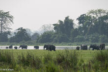 Elephant Herd By Small Lake