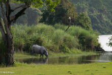 Assam