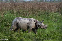Rhino With Gash Wound