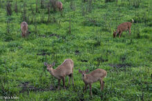 Swamp Deer Feeding
