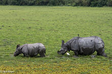 Mother Rhino With Offspring Grazing