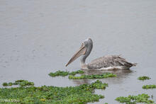 Pelican