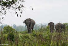 Elephant Approaching