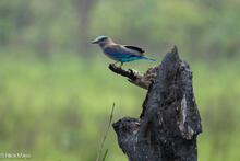Indian Roller