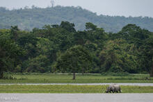 Rhino Drinking At Lake