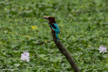 White Throated Kingfisher