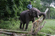 Working Elephant Gathering Dinner