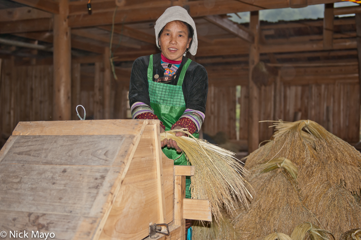 A Dong woman threshing paddy rice on a foot operated thresher in the village of Yintan.