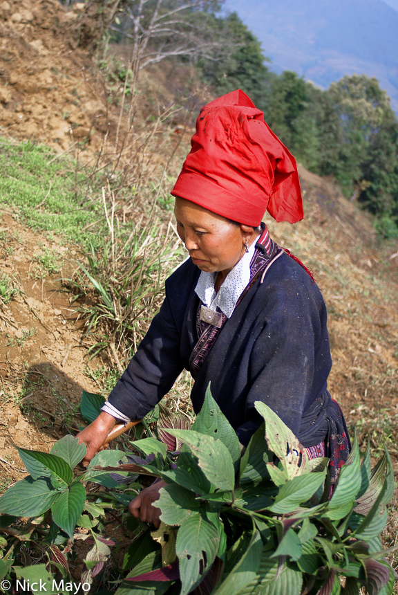 A Red Yao woman harvesting hillside vegetables near Maandi.