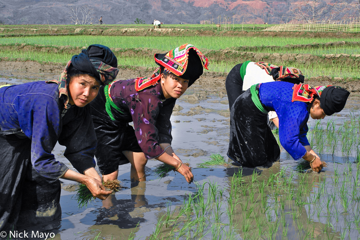 Three Black Thai (Dai) women planting new paddy shoots near Thuan Chau.