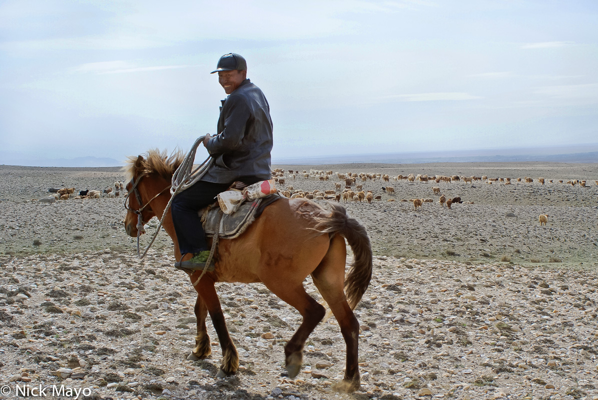 A Kazakh sheep herder riding his horse near Burqin.