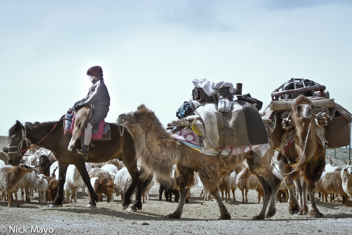 A female Kazakh sheep herder near Burqin using camels as pack animals to move camp.