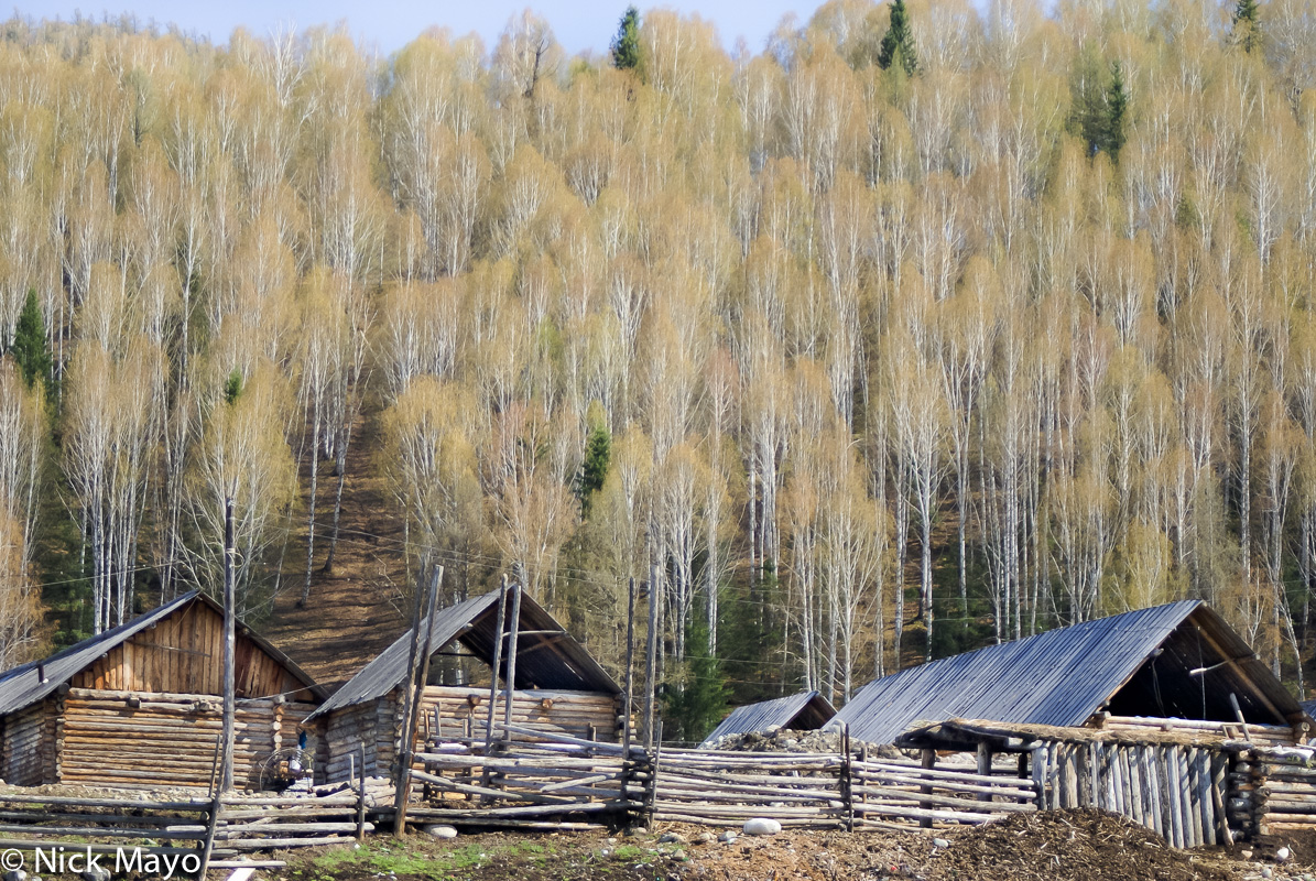 Cabins beneath the silver birch wood adjoining Hemu.