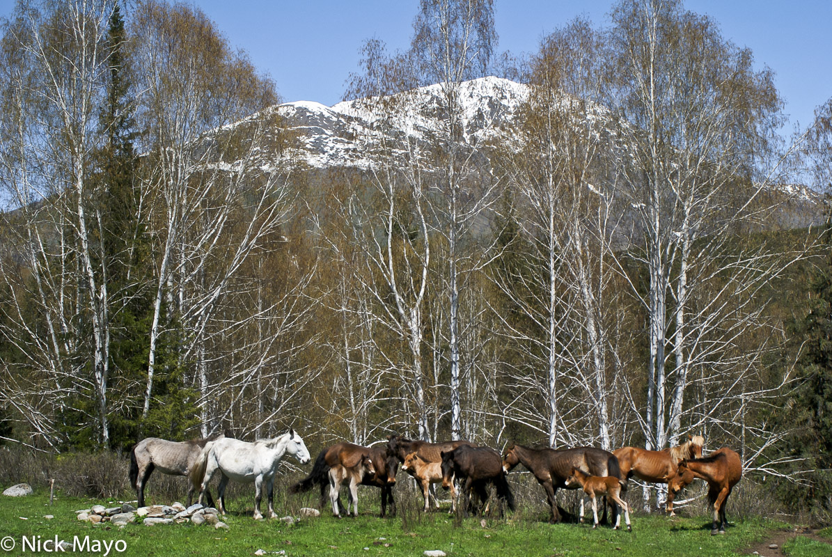 Wild horses grouping by a silver birch grove in the Hemu valley.