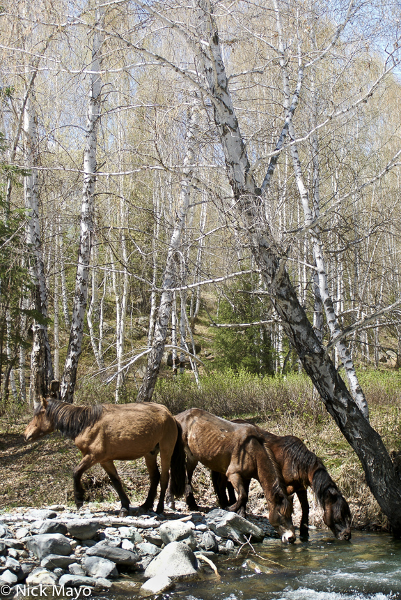 Wild horses drinking from a stream in a silver birch forest in the Hemu valley.