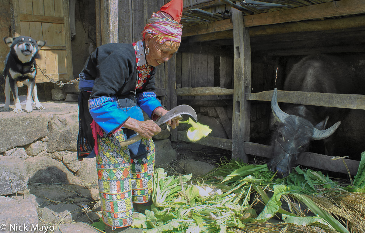 A Ping An Jie Hongte Yao woman wearing a traditional peaked hat feeding fodder to a water buffalo under the protective eyes of...