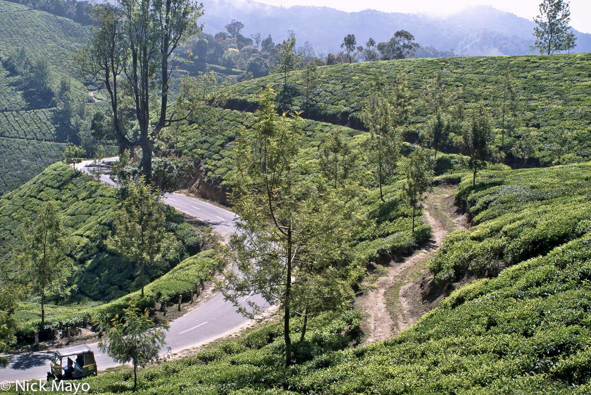 Tea fields above Munnar.