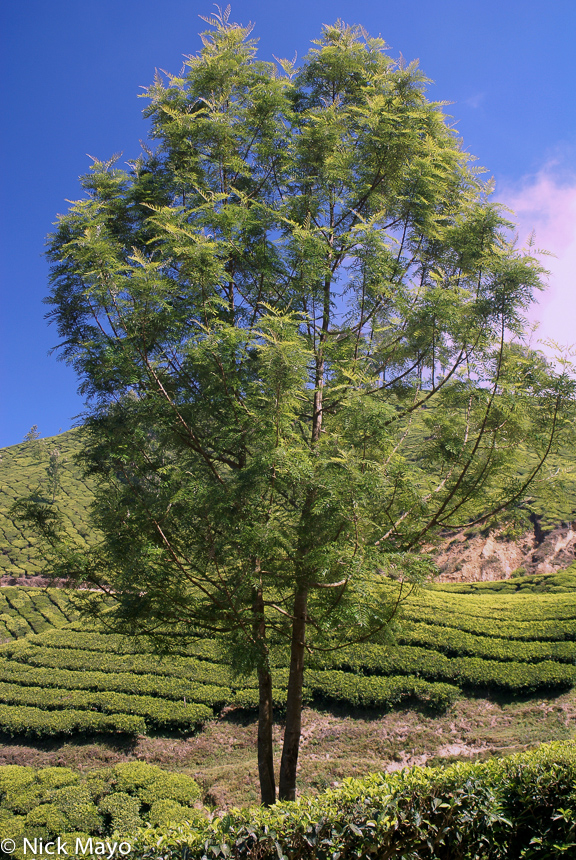 A lone tree in the tea fields above Munnar.