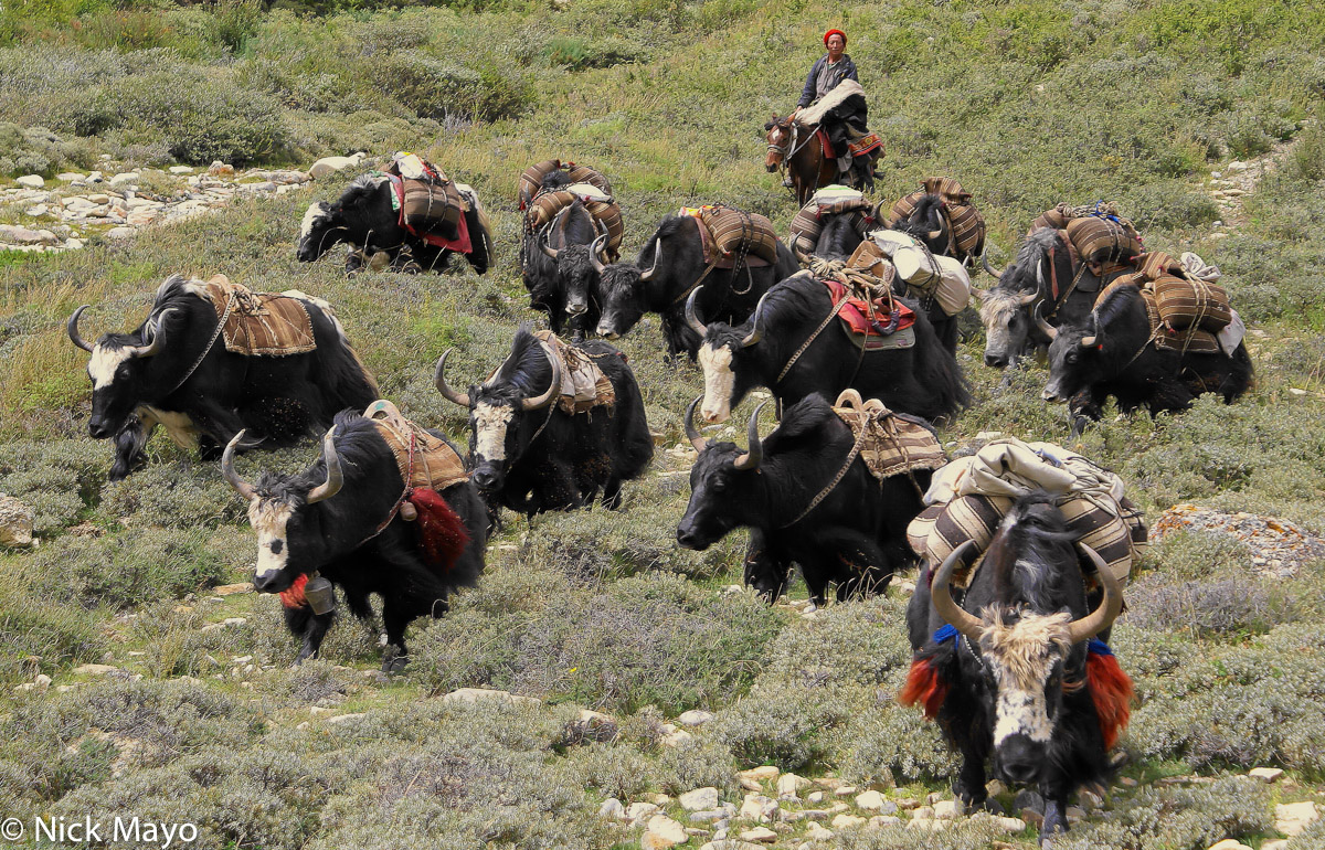 A yak caravan being driven by a Dolpo-pa horseman near Dol.