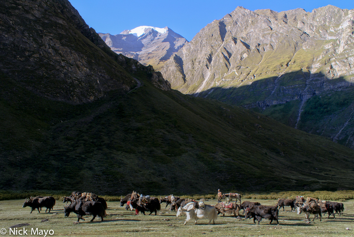 A yak caravan setting out from Dajok Tang in the Sanu Bheri valley.